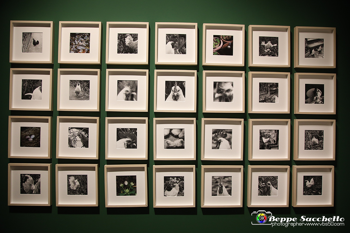 VBS_1333 - Castello di Miradolo - Mostra Oltre il giardino l'Abbecedario di paolo Pejrone.jpg
